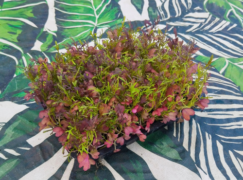 Nature et Saveurs - Ferme Aquaponique et Permacole Astérienne - Micropousses de moutarde – puissance aromatique fraîche