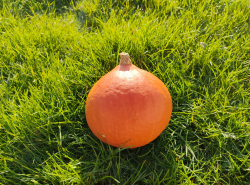 La Brouette d'Alexis - Potimarrons - 4 kgs
