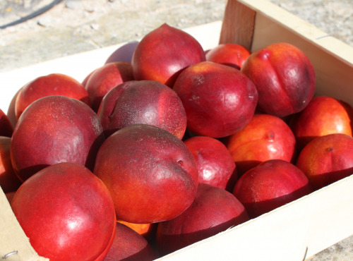 Domaine Reverchon - Nectarine Jaune 1kg