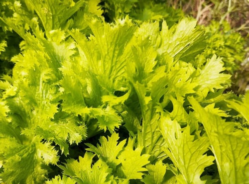 Nature et Saveurs - Ferme Aquaponique et Permacole Astérienne - Wasabino (Feuilles Fraiches) 100g