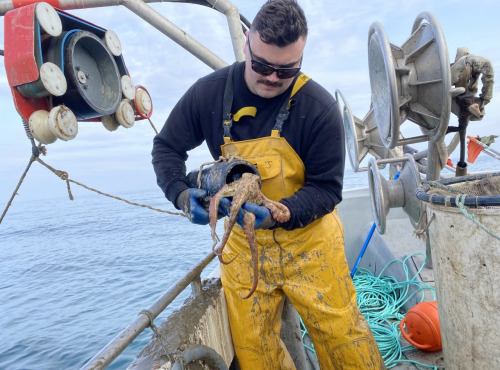 Pêcheur Toni  Micheau - Poulpe Roc De Méditerranée - Entier - 1kg