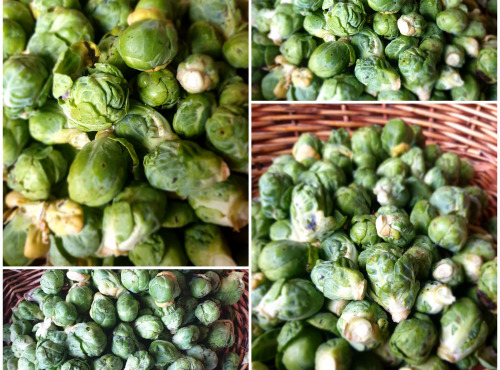 La Ferme de Milly - Anjou - CHOUX BRUXELLES -BIO