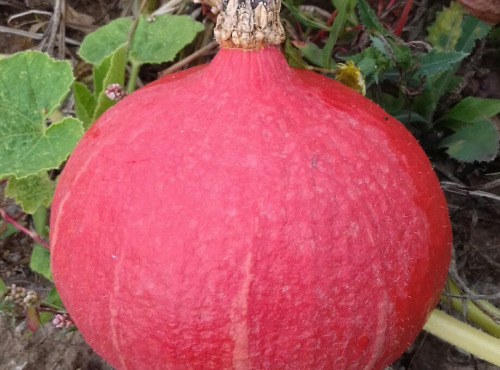 Multiproductions - Cédric Joliveau - Courge Potimarron Uchiki Kuri 1.5kg