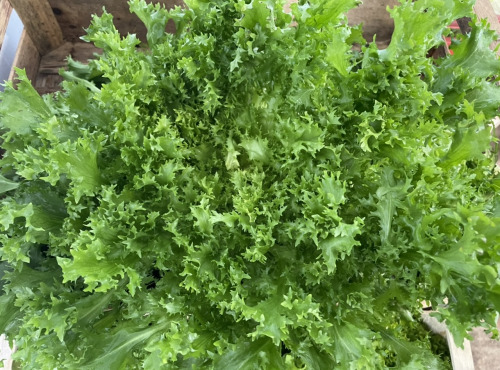 Le Potager de Sainte-Hélène - Salade Frisée