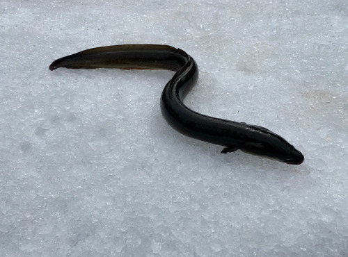 Pêcheur Toni  Micheau - Anguille Jaune Sauvage - Pièce De 900g - Vidée