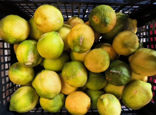 L'OLIVERAIE DU COUDON - PROMO EXCEPTIONNELLE – CITRONS BIO  bien lire la description