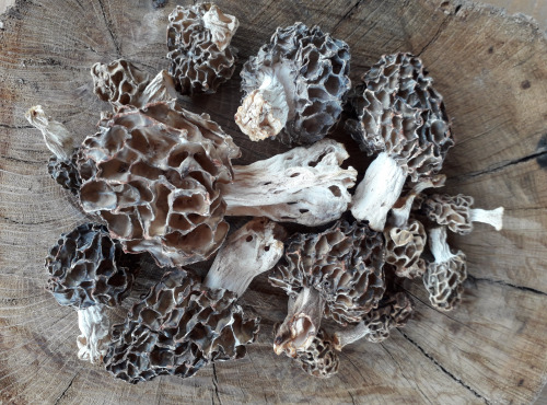 Ferme de Pourcier - Morilles Séchées - 20g