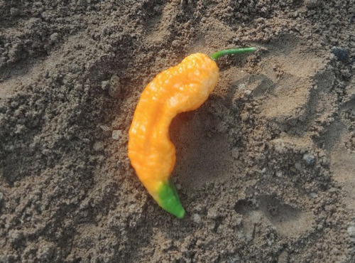 HERBA HUMANA - Piment Bhut Jolokia Saumon - 14g