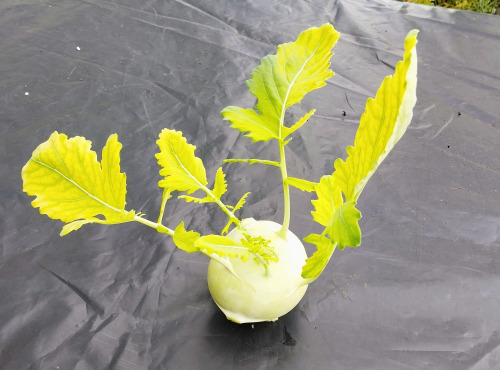 Nature et Saveurs - Ferme Aquaponique et Permacole Astérienne - Chou-Rave Vert