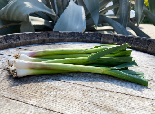 La Boite à Herbes - Botte D'aillet