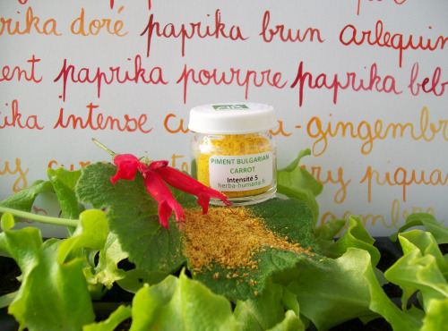 HERBA HUMANA - Piment Bulgarian Carrot Bio Cultivé en France 3 g