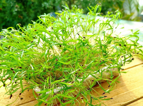 Nature et Saveurs - Ferme Aquaponique et Permacole Astérienne - Micropousses d'aneth coupées - 20g