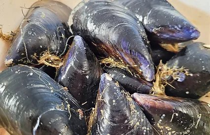 Coopérative Maritime La Graulenne - 2kg de Moule Espagne