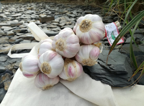 La Ferme De Jérôme - Ail Rose - [Précommande] Ail rose du Tarn - 1 Grappe - 1kg