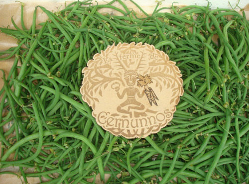 Ferme de Cernunnos - Haricots verts fins BIO - 2kg