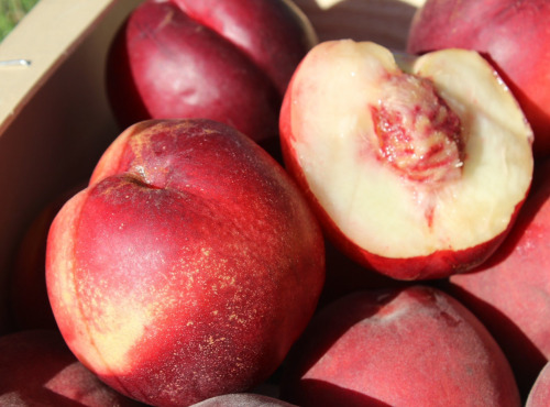 Domaine Reverchon - Nectarine blanche 1kg