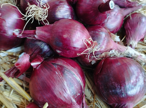 La Ferme de Milly - Anjou - OIGNON ROUGE