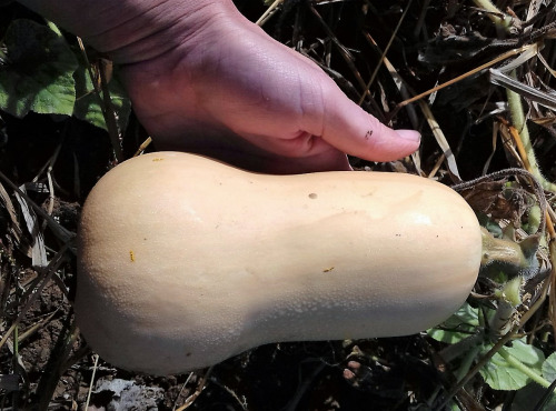 Multiproductions - Cédric Joliveau - Butternut Zenith traditionnelle 500 g