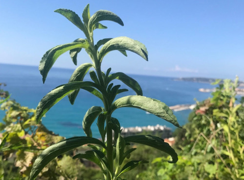 Le Jardin des Antipodes - Stevia Fraiche Bio - 3 Tiges