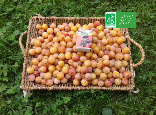 LES JARDINS DE KARINE - Mirabelles cultivées en Lorraine - 5kg