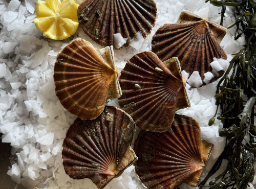 Brest Marée - Coquilles St Jacques entières de la Rade de Brest- 3kg
