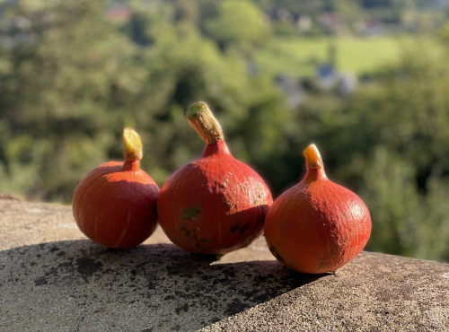 Les Asperges et Framboises du Soissonnais - POTIMARRON ORANGE UCHIKI KURI