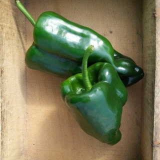 HERBA HUMANA - Piment frais Ancho Poblano Chile 50g