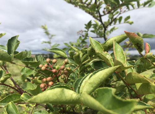 Botanist & Exception - Baie de SANSHO cultivée en France