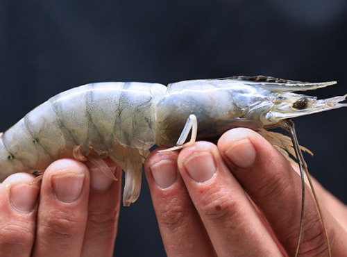 Obsiblue - Gambas bleues de Nouvelle-Calédonie - Offre Découverte De Nos 3 Calibres De Gambas Obsiblue