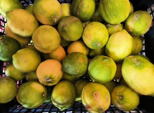 L'OLIVERAIE DU COUDON - PROMO EXCEPTIONNELLE – CITRONS BIO  bien lire la description