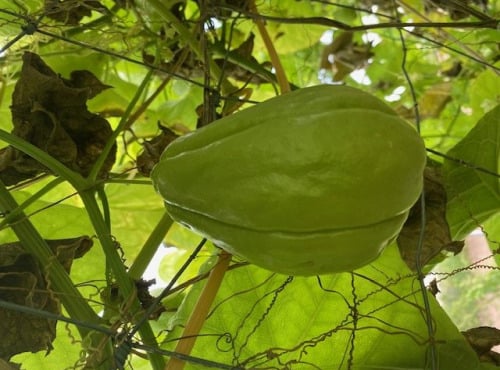 Langevine - Chayote BIO 1 pièce