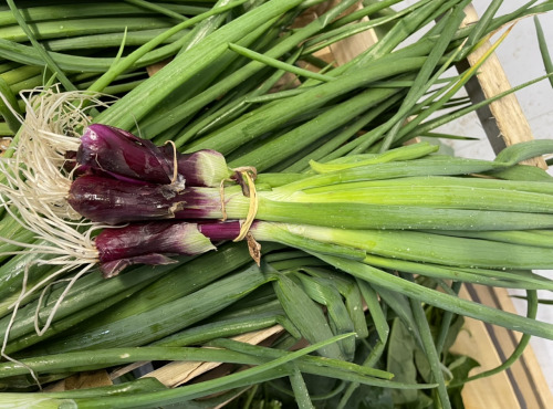 Le Potager de Sainte-Hélène - Oignon rouge botte