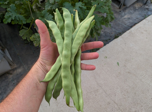 Nature et Saveurs - Ferme Aquaponique et Permacole Astérienne - Haricot Plat Gros - 1 kg