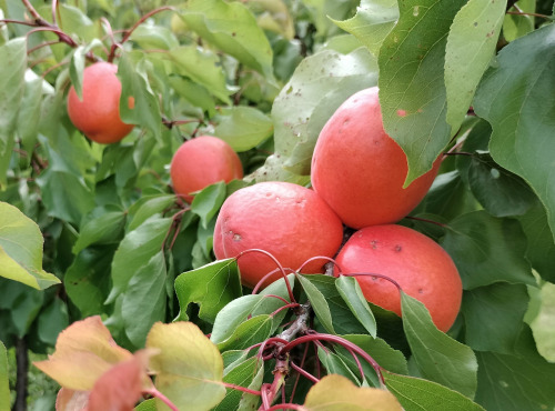 Gobert, l'abricot de 4 générations - ABRICOTS 6KG 2EME CHOIX