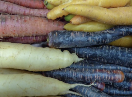L'OLIVERAIE DU COUDON - Carottes multicolores – 5 kg