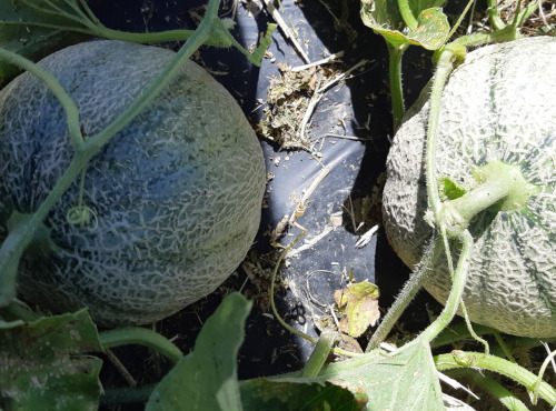 Domaine L'Hermiton - Melon Charentais BIO