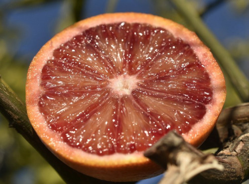 L’Oliveraie du Coudon - Oranges sanguines 2kg