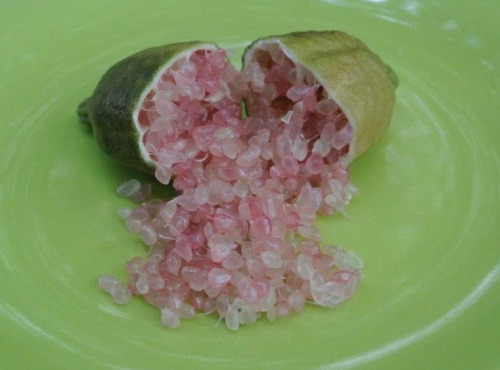 Le Jardin des Antipodes - Citron Caviar Aux Perles Rose Clair 1kg