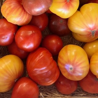 Domaine Reverchon - Tomates anciennes 5kg