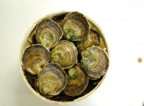 Thaëron - Huitre plate N°2 - 25 pièces