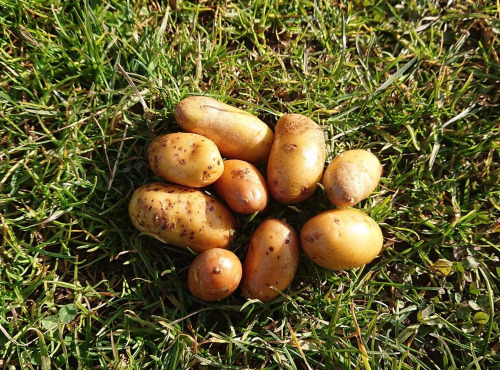 La Ferme Boréale - Pommes De Terre Belle De Fontenay Calibre Grenaille - 10kg