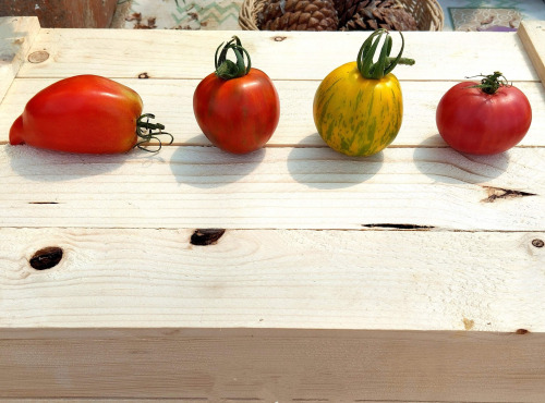 Nature et Saveurs - Ferme Aquaponique et Permacole Astérienne - Tomate Rustique et Moyenne en Mélange - 1kg