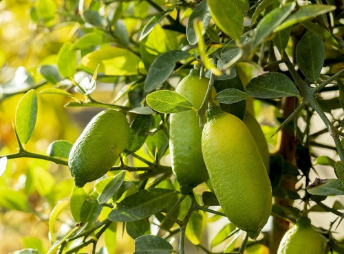 Les Hespérides - Coopérative de la Riviera Française - Citron caviar (variété Faustrime) 200g