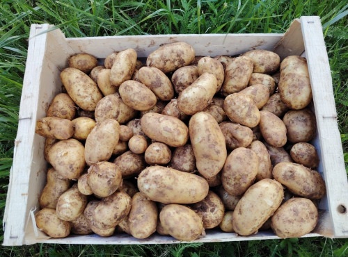 L’Echo Paysan - Pomme de Terre Nouvelle Bio