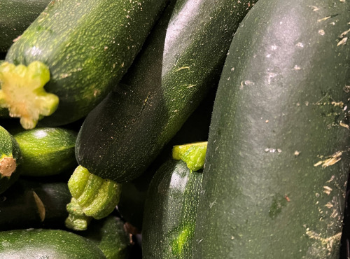 Le Châtaignier - Grosse courgette BIO - 1 pièce