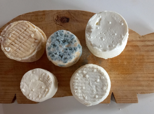 Ferme de la Limaye - Offre découverte - Fromage de chèvre 600g