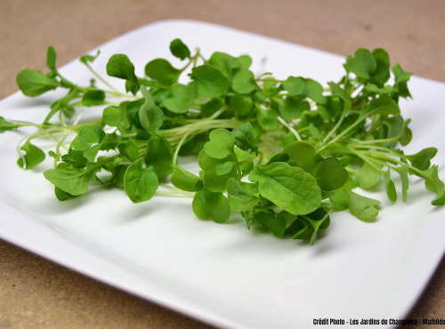 Les Jardins de Champlecy - Micro-pousses De Roquette - 50g