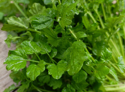 Rébecca les Jolies Fleurs - La Cardamine: aromatique d'hiver