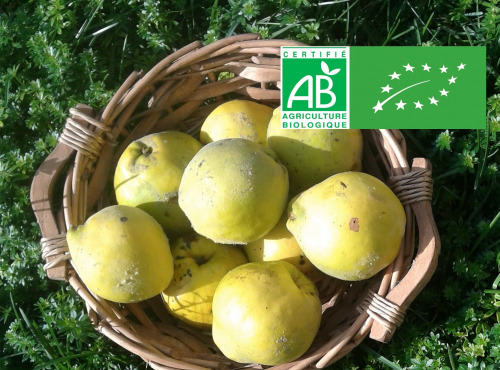 LES JARDINS DE KARINE - Coing frais - 1kg