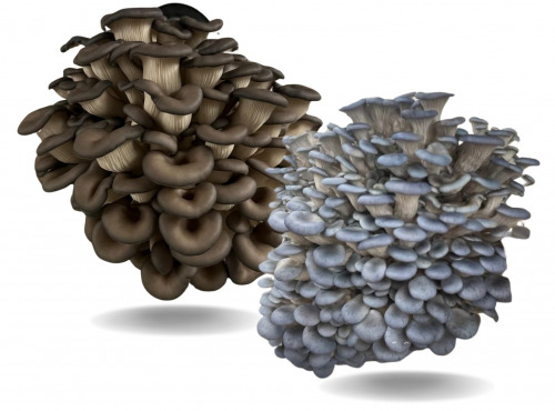 Naturélium - Le pleurote en huître gris/bleu 1kg